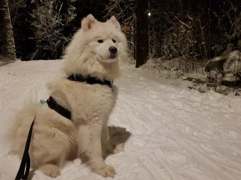 Miska in Winter